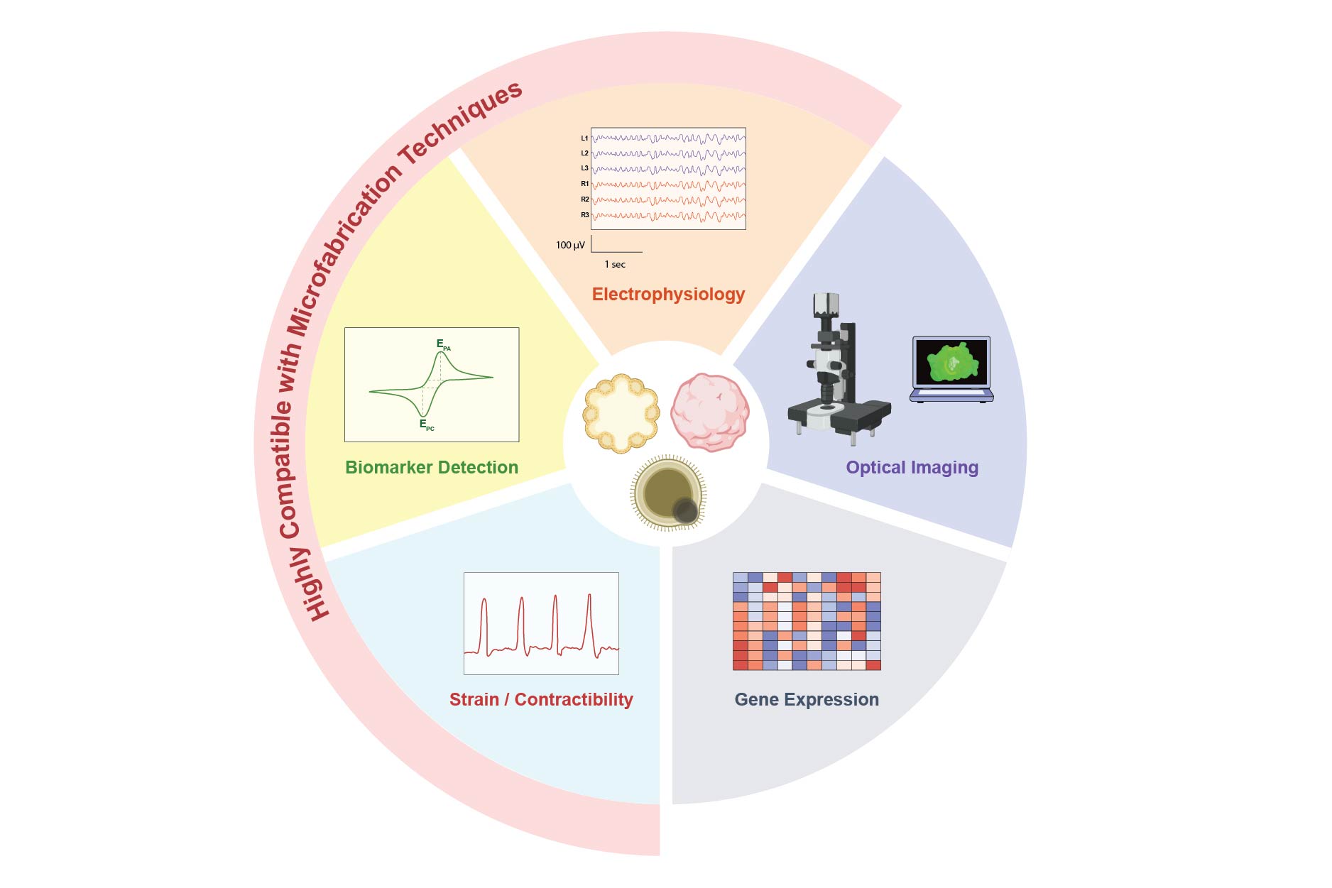 Sensor Technologies for Organoids Roadmap (2024)